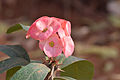 * Nomination Euphorbia in Hyderabad, India --Nikhilb239 04:52, 16 February 2015 (UTC) * Decline Sorry but Insufficient quality due to noisy background and unsharpness at top of flowers. --Zcebeci 07:26, 16 February 2015 (UTC)