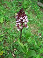 Orchis purpurea Thuringia, Germany