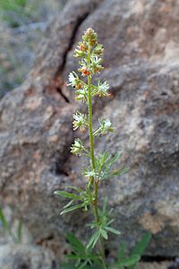 Reseda minoica