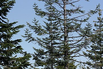 Abies procera