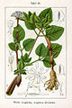 Angelica sylvestris vol. 12 - plate 25 in: Jacob Sturm: Deutschlands Flora in Abbildungen (1796)