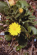 Calendula maritima