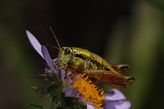 Prumnacris rainierensis