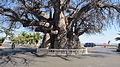 wikimedia_commons=File:The baobab, Mahajanga.jpg