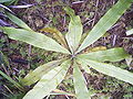 Triphyophyllum peltatum Top view