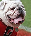 Georgia's UGA