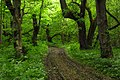 Forest in Abruka island