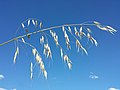 Panicle