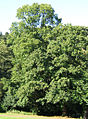 Castanea sativa (Sweet Chestnut)