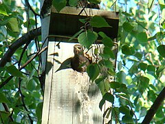 Common Starling-Mindaugas Urbonas-2.jpg