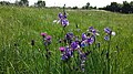 Iris sibirica Gramatneusiedl / Ebergassing, district Wien-Umgebung, Lower Austria