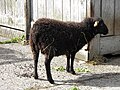 Le jardin du Moulin Neuf : mouton d'Ouessant.