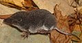 Southern water shrew (Neomys anomalus)