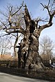 1000 yo oak in Nöbdenitz, Germany