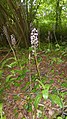 Orchis purpurea France - Beinheim