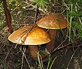   Larch bolete (Suillus grevillei)