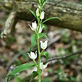 Cephalanthera damasonium Germany - Wasserliesch, Perfeist