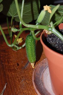 Gherkins! (624128404).jpg