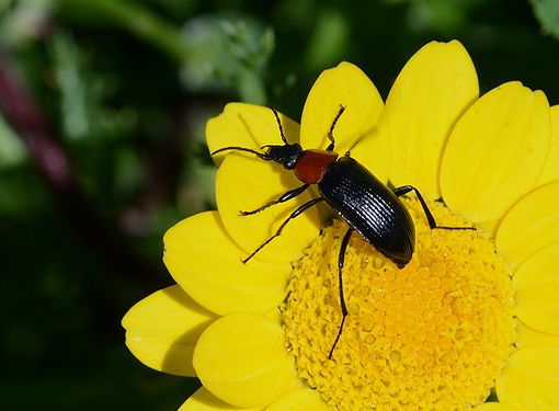 Heliotaurus ruficolis on a Yellow Chamomile