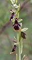 Ophrys insectifera Germany - Tauberland