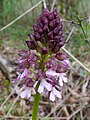 Orchis purpurea Germany - Rappenwörth (bei Karlsruhe)