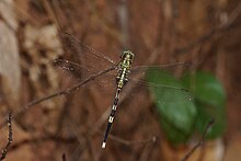 Orthetrum sabina 09249.jpg