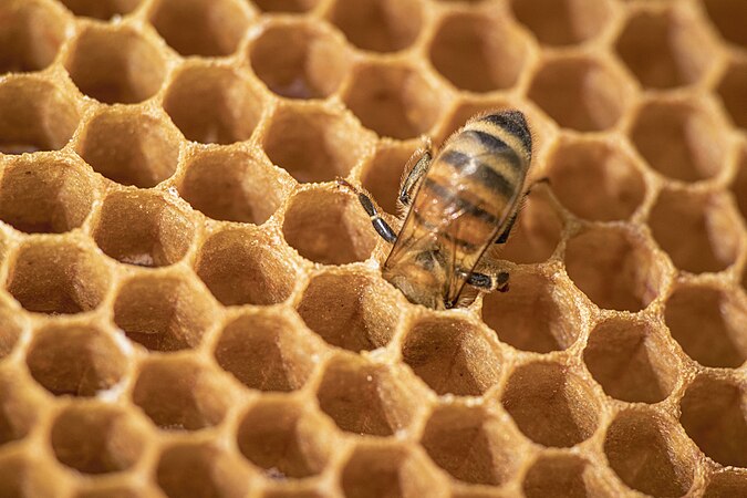 A bee at work in the hive. Photo by Cesare Barillà