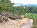 Pilgrims' Way detours to encompass St Martha's Hill, Surrey, England