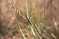 at Humboldt Bay National Wildlife Refuge Complex, California, USA