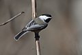 * Nomination A black-capped chickadee in Connecticut. --John Stockla 19:30, 10 February 2022 (UTC) * Promotion  Support Good quality. --VileGecko 20:05, 10 February 2022 (UTC)