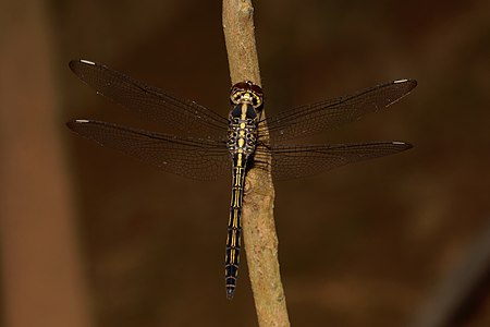 Cratilla lineata male