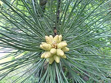 Pine in Serbia.JPG