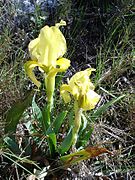 Iris lutescens