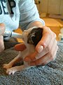 Feeding a kitten