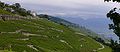 English: Vineyards of Dézaley from Épesses