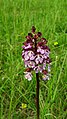 Orchis purpurea Germany - Ebringen