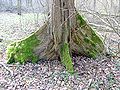 Buttress root