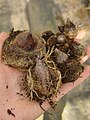 Arisaema triphyllum bulbs