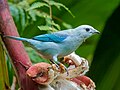 Image 118Blue-gray tanager in La Fortuna, Costa Rica