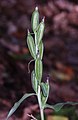 Cephalanthera damasonium