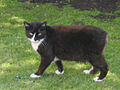 Manx cat