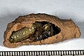 Larva inside the nest