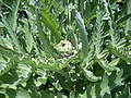 New artichoke bud