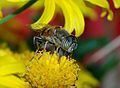 * Nomination Male hoverly on flower (Eristalinus taeniops) -- Alvesgaspar 21:09, 15 April 2015 (UTC) * Promotion Very good -- Spurzem 21:11, 15 April 2015 (UTC) female, I think --Charlesjsharp 12:12, 16 April 2015 (UTC)