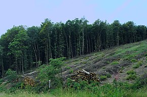 Hauberg near Netphen, Germany