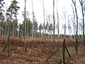 Beeches planting under Birch in the Krausnicker Berge