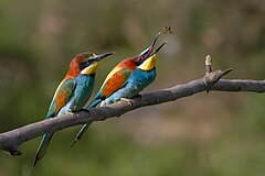 Першае месца: European Bee-eater, Ariège, France. The female (in front) awaits the offering which the male will make. Pierre Dalous (User:Kookaburra 81)