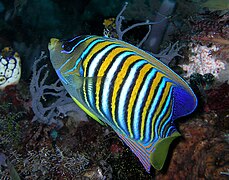 Regal angelfish.jpg