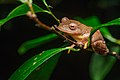 Rhacophorus rhodopus, Red-webbed treefrog - Phu Kradueng National Park