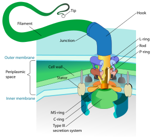 the flagellum of a gramm negative bacteria